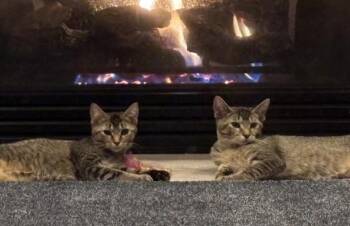 Tabby Cats Available for Adoption - Draco & Kendra | PetCurious