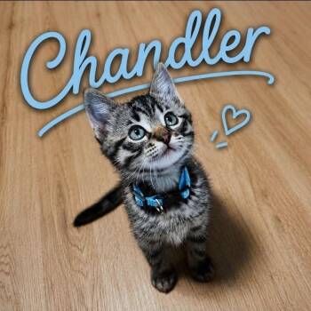 Chandler -  Domestic Medium Hair Cat for Adoption in Oklahoma City, Oklahoma - Chandler | PetCurious