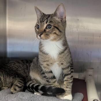 Domestic Short Hair Cats Available for Adoption in Springfield, Illinois - Oscar | PetCurious