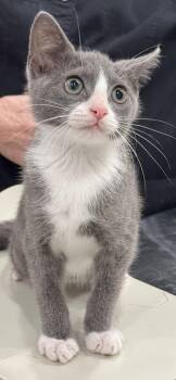 Yara -  Domestic Short Hair Cat for Adoption in Locust Grove, Virginia - Yara | PetCurious