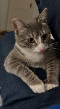 Tabby Cats Available for Adoption - Carly - Pop Princess! | PetCurious