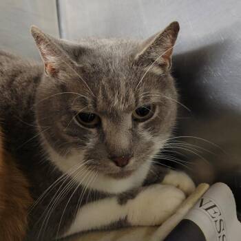 Tom-Tom -  Domestic Short Hair Cat for Adoption in Ruckersville, Virginia - Tom-Tom | PetCurious