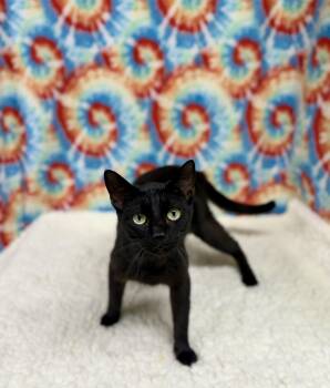 Blackie -  Domestic Short Hair Cat for Adoption in Upper Sandusky, Ohio - Blackie | PetCurious