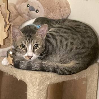Ralf -  Domestic Short Hair Cat for Adoption in Waltham, Massachusetts - Ralf | PetCurious