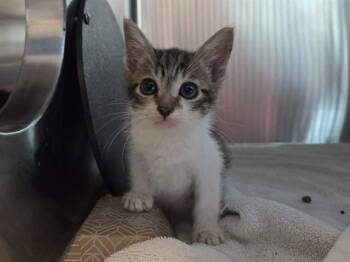 A1049375 -  Domestic Short Hair Cat for Adoption in Martinez, California - A1049375 | PetCurious