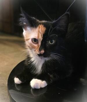 Lindsey -  Calico Cat for Adoption in San Diego, California - Lindsey | PetCurious