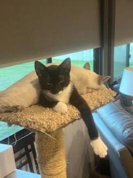 Tuxedo Cats Available for Adoption - T-Rex | PetCurious