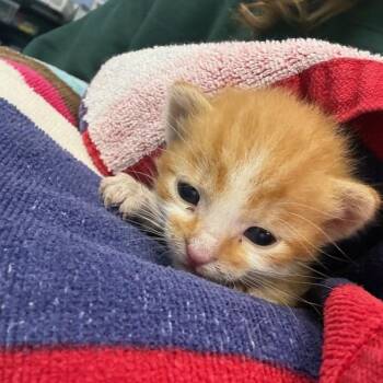 Mark -  Domestic Short Hair Cat for Adoption in Des Moines, Iowa - Mark | PetCurious