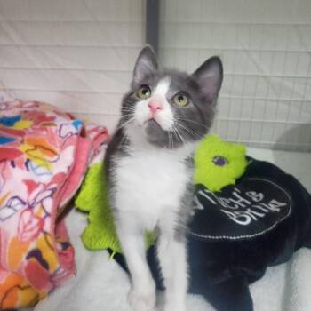 Salt -  Domestic Short Hair Cat Available for Adoption in Diamond Springs, California - Salt | PetCurious