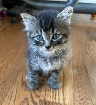 Aspen -  Domestic Medium Hair Cat for Adoption in Victor, New York - Aspen | PetCurious