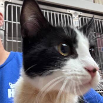 Gobble -  Domestic Short Hair Cat for Adoption in Goleta, California - Gobble | PetCurious