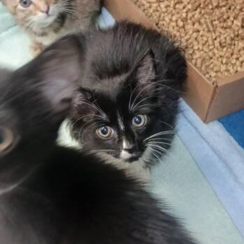 My Love -  Domestic Medium Hair Cat for Adoption in Nashville, Tennessee - My Love | PetCurious