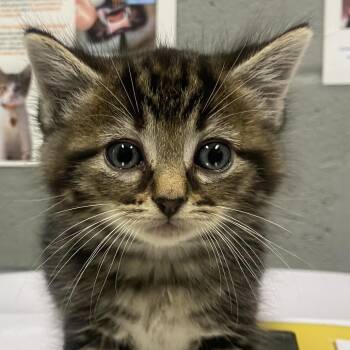 Origami -  Domestic Medium Hair Cat for Adoption in Allentown, Pennsylvania - Origami | PetCurious
