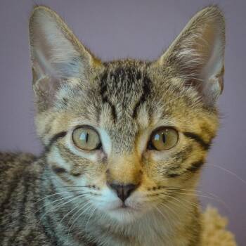 Carrot Cake -  Tabby and Domestic Short Hair Cat for Adoption in Huntley, Illinois - Carrot Cake | PetCurious