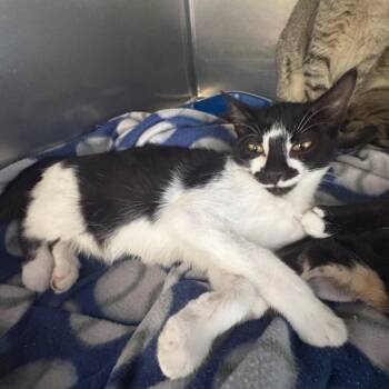 Bob -  Domestic Short Hair Cat for Adoption in Spokane, Washington - Bob | PetCurious
