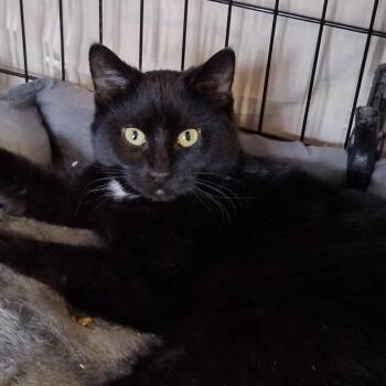 Lexi -  Domestic Short Hair Cat Available for Adoption in Syracuse, New York - Lexi | PetCurious