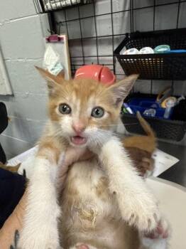 Parsnip -  Domestic Short Hair Cat for Adoption in Mobile, Alabama - Parsnip | PetCurious