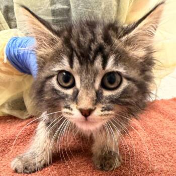 Saige -  Domestic Long Hair Cat for Adoption in Murray, Utah - Saige | PetCurious