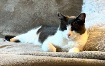 Rescue Domestic Short Hair Cats for Adoption in Trenton, New Jersey - Kiara | PetCurious