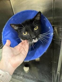 Chirp -  Domestic Short Hair Cat for Adoption in Largo, Florida - Chirp | PetCurious