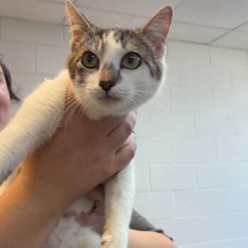 Meowlicious -  Domestic Short Hair Cat for Adoption in Gadsden, Alabama - Meowlicious | PetCurious