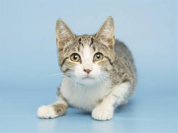 BILLIE -  Domestic Short Hair Cat for Adoption in Phoenix, Arizona - BILLIE | PetCurious