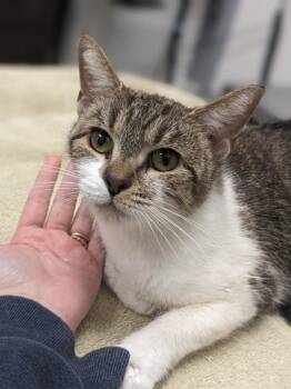 Domestic Short Hair Cats Available for Adoption - Tomato Bisque | PetCurious