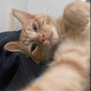 Rescue Domestic Short Hair Cats for Adoption in Indiana, Pennsylvania - Paprika | PetCurious