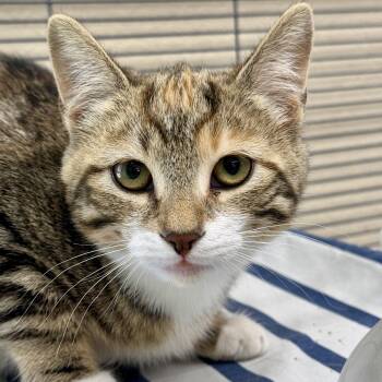 Sassy -  Calico and Torbie Cat for Adoption in Winchendon, Massachusetts - Sassy | PetCurious