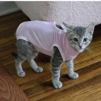 Padme -  Domestic Short Hair Cat for Adoption in Buffalo, New York - Padme | PetCurious