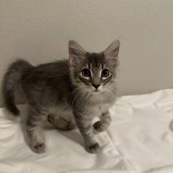 Domestic Medium Hair and Maine Coon Cats Available for Adoption in San Tan Valley, Arizona - George | PetCurious