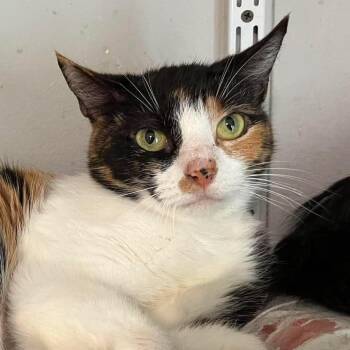 Gretchen Grundler -  Domestic Short Hair and Calico Cat for Adoption in Shippenville, Pennsylvania - Gretchen Grundler | PetCurious