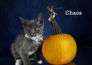 Rescue Domestic Short Hair Cats for Adoption in York, Nebraska - Chaos | PetCurious