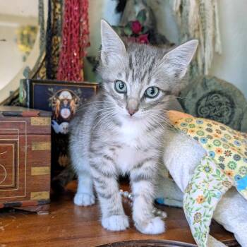 Hetepi -  Domestic Short Hair and Tabby Cat for Adoption in Cottonwood Heights, Utah - Hetepi | PetCurious