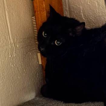 Rescue Domestic Short Hair Cats for Adoption in Olathe, Kansas - KING | PetCurious
