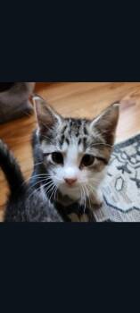 Jelly Bean (Candy Kittens 3) -  Domestic Short Hair Cat for Adoption in Lewis Center, Ohio - Jelly Bean (Candy Kittens 3) | PetCurious