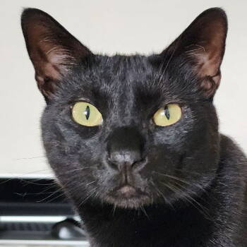 Rescue Domestic Short Hair Cats for Adoption in Los Angeles, California - Degas | PetCurious