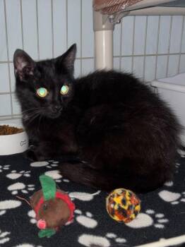 Vanta -  Domestic Short Hair Cat for Adoption in Hartford City, Indiana - Vanta | PetCurious