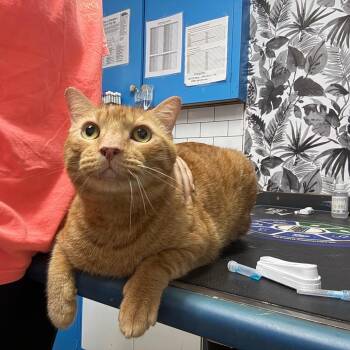 Yoyo -  American Shorthair and Domestic Short Hair Cat for Adoption in Wahiawa, Hawaii - Yoyo | PetCurious