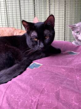 Viv -  Domestic Short Hair Cat for Adoption in Pottsville, Pennsylvania - Viv | PetCurious
