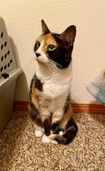 Calico Cats Available for Adoption in Pasco, Washington - Calliee | PetCurious