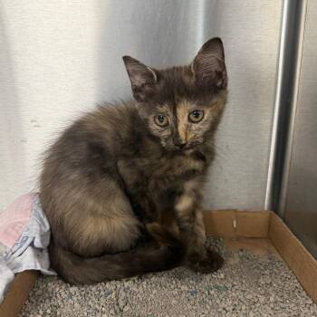 Caterpillar -  Domestic Short Hair Cat for Adoption in East Hanover, New Jersey - Caterpillar | PetCurious