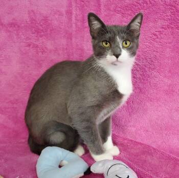 Domestic Short Hair Cats Available for Adoption in Greenville, Illinois - Odette | PetCurious