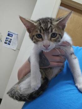 Cra-Z-Art -  Domestic Short Hair Cat for Adoption in Kennewick, Washington - Cra-Z-Art | PetCurious