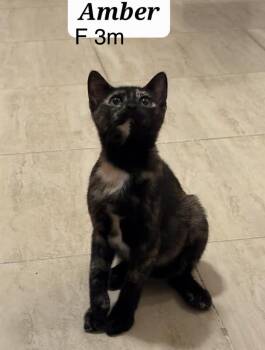Tortoiseshell Cats Available for Adoption in Brampton, Ontario - Amber T. | PetCurious