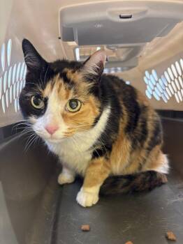 Lexanne -  Domestic Short Hair Cat for Adoption in Raleigh, North Carolina - Lexanne | PetCurious