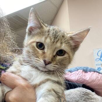 Guppy -  Domestic Short Hair Cat for Adoption in Columbus, Georgia - Guppy | PetCurious