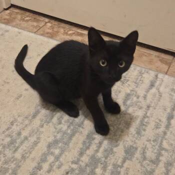 Pitch -  Domestic Short Hair Cat for Adoption in Antioch, California - Pitch | PetCurious