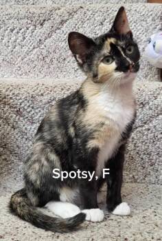 Spotsy -  Calico Cat for Adoption in Shrewsbury, Massachusetts - Spotsy | PetCurious