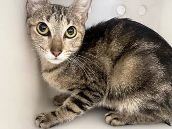 Rescue Domestic Short Hair Cats for Adoption in Houston, Texas - Boba | PetCurious